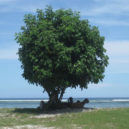 Sabinaoxle