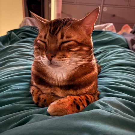 bloom.cat