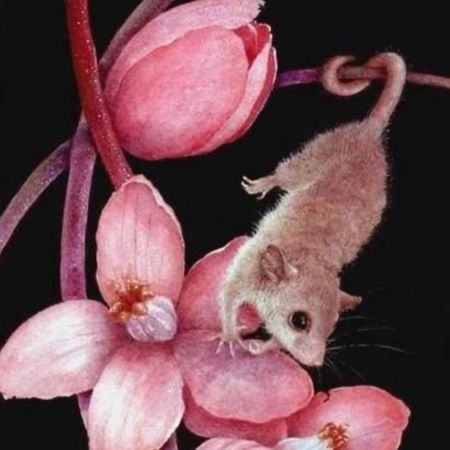 fluffig.groda