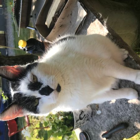 KattOtto