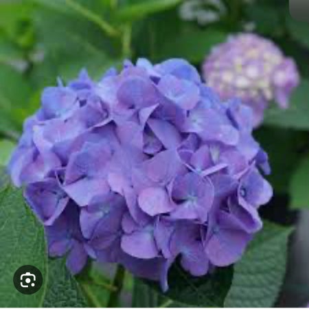 Amberleaf
