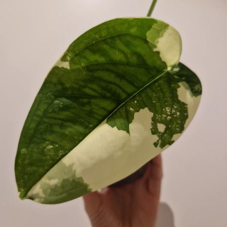 Vegaplantastic
