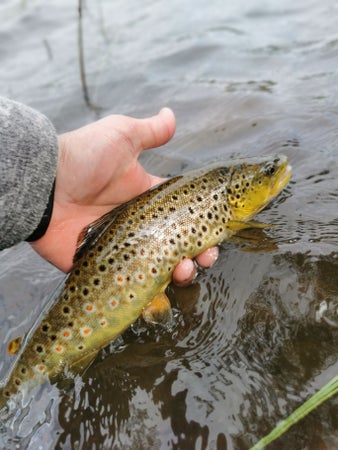 RiverSpey