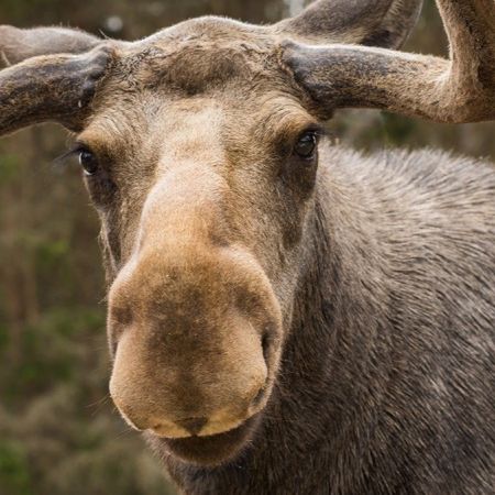 Mooselover