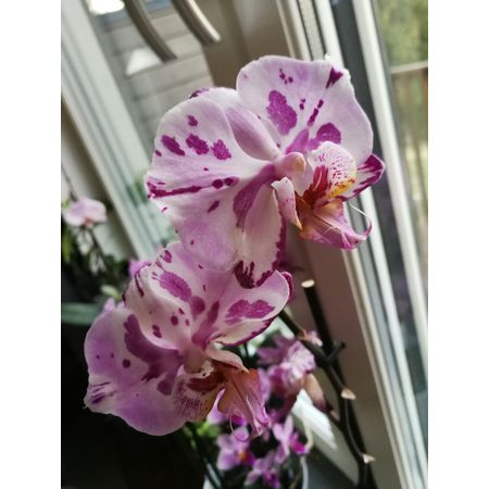 Anne_ca