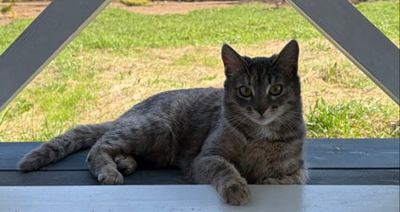Budda_cat