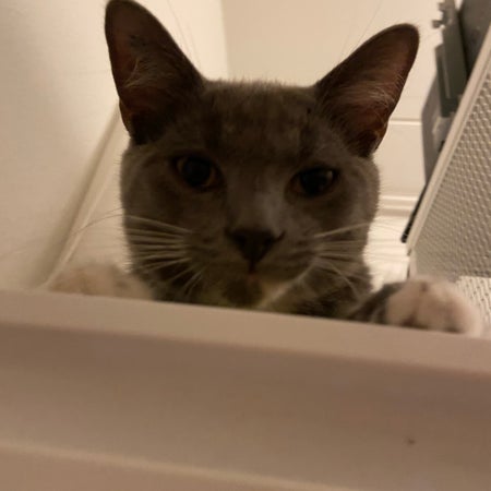 business_cat1