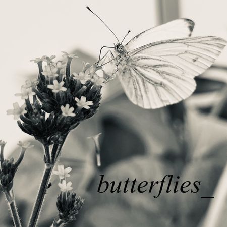 butterflies_