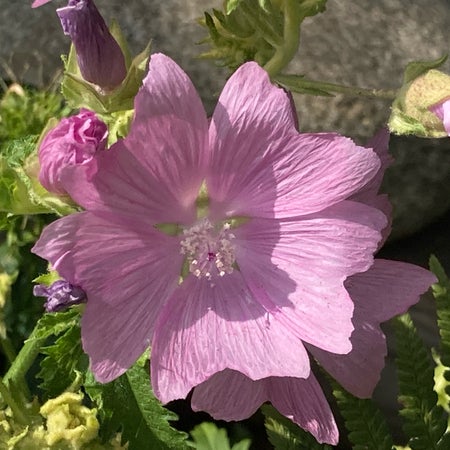 susanneochasse