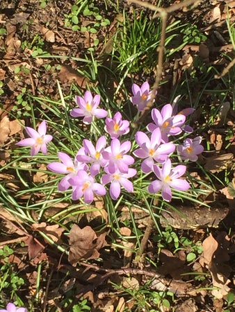 blomma1337
