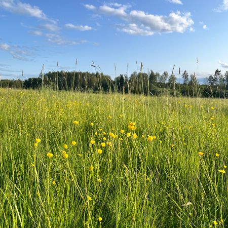 emelieevilhelmssonn