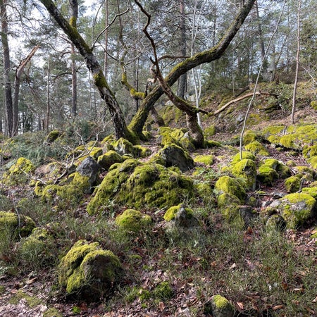 jonatan.haltorp