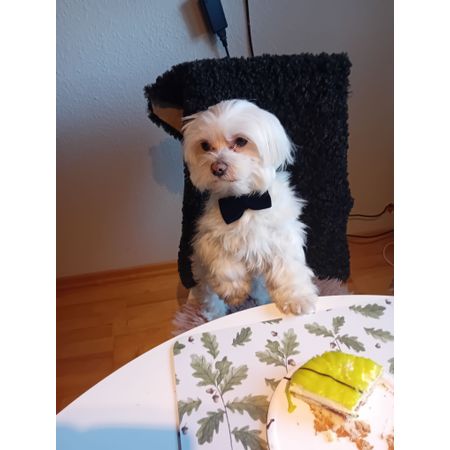 Cookie25Dec