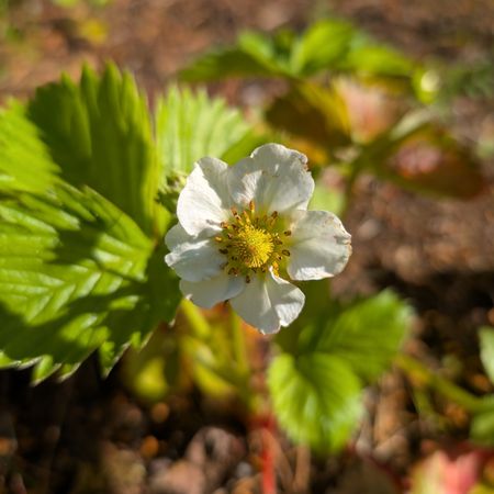 Sköldmö95