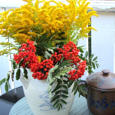 Berberis44