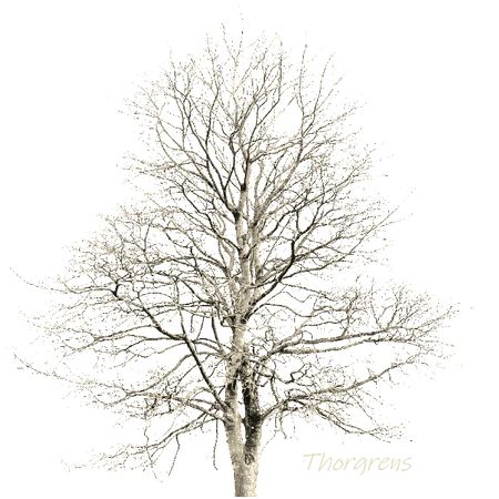 ThorgrensGrenar