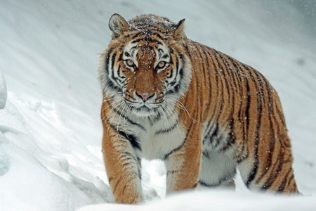 SiberianTiger