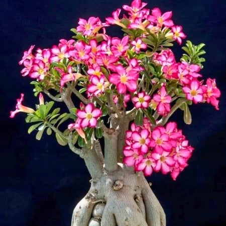 Lasse Exotic Seeds