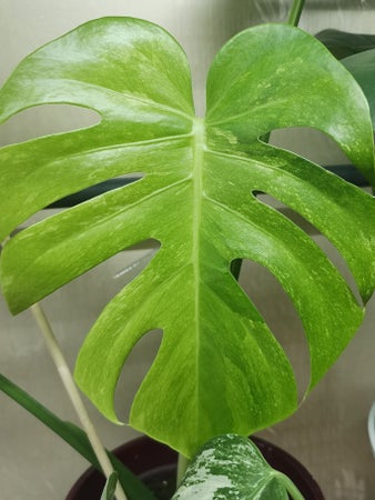 FruPlants