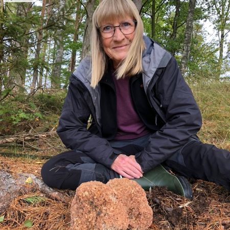 ingersvamp
