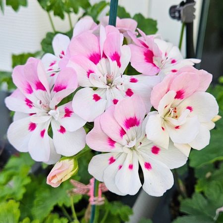 neaspelargoner