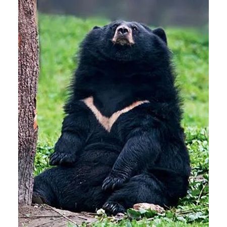 moon_bear