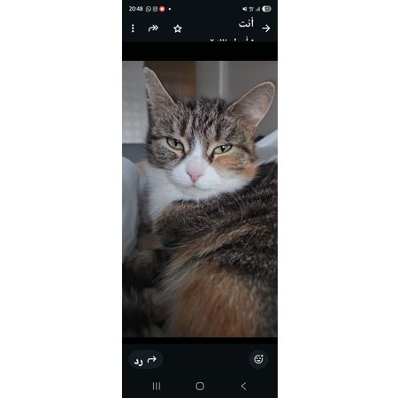cutecat77