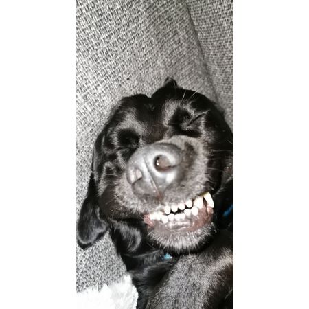 Xorzier