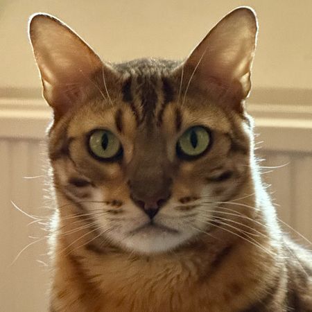 sure-footed_cat