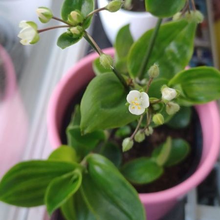 LittleLeaf