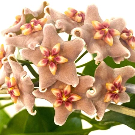 Burmoran_Blommor