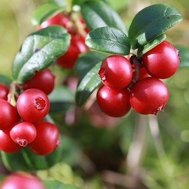 careful_lingonberry