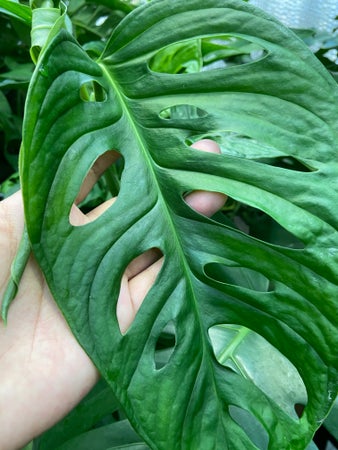 BabyPlants