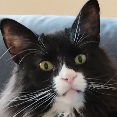 Kattman_70
