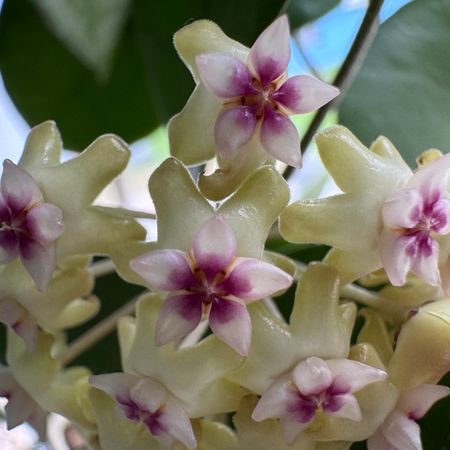 Burmoran_Blommor