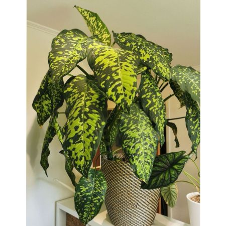 NordicIndoorGardener