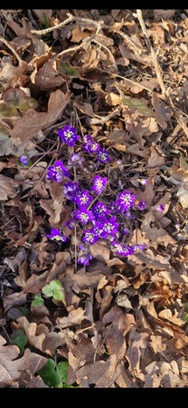 missvioletta