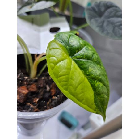 natts_plants