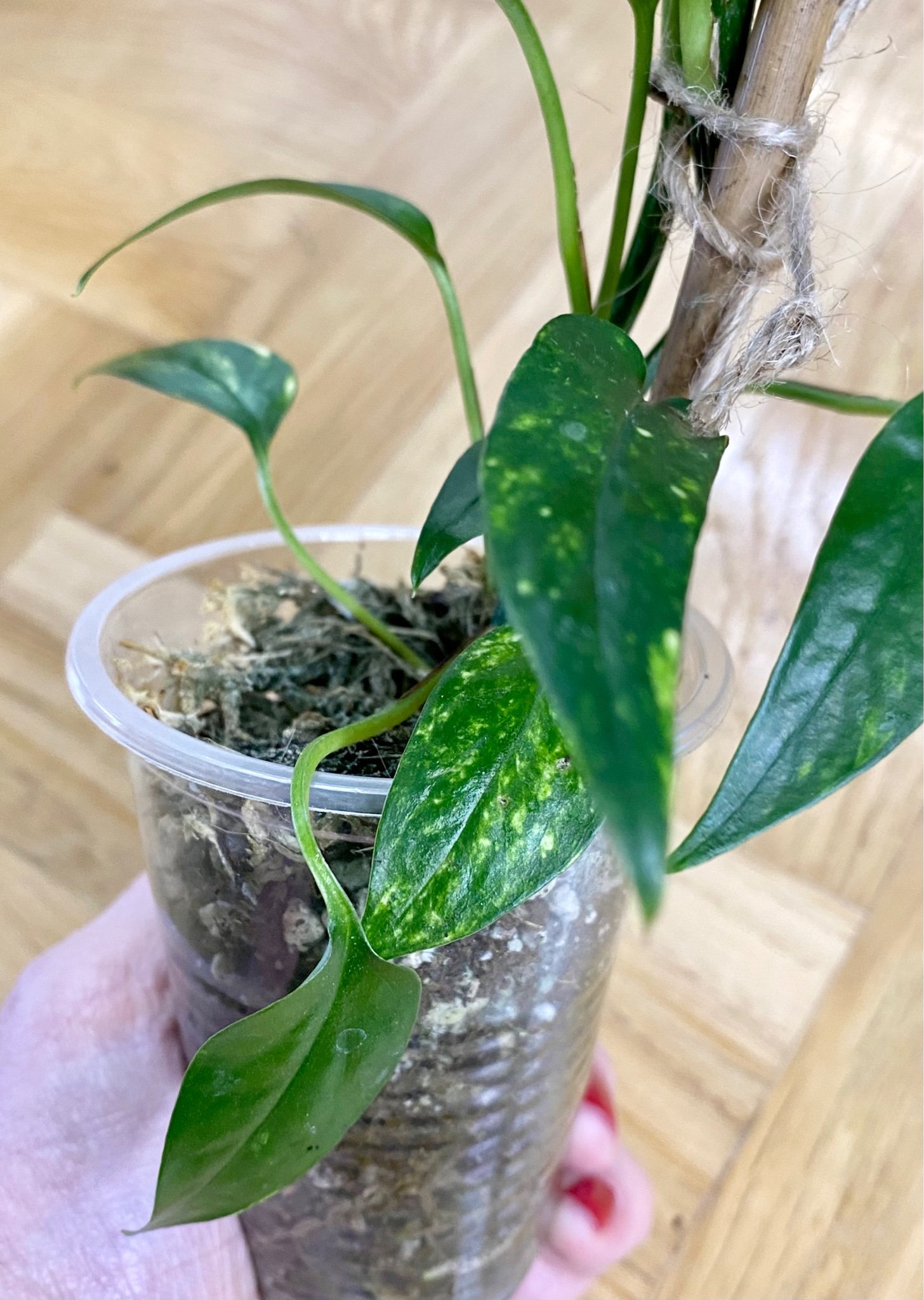 Epipremnum Pinnatum Yellow Flame, Kuhjang | Köp på Tradera (586088881)