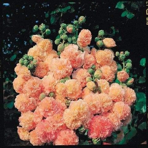 Stockros Peaches'n Dreams -kukat saatavilla Ruotsissa