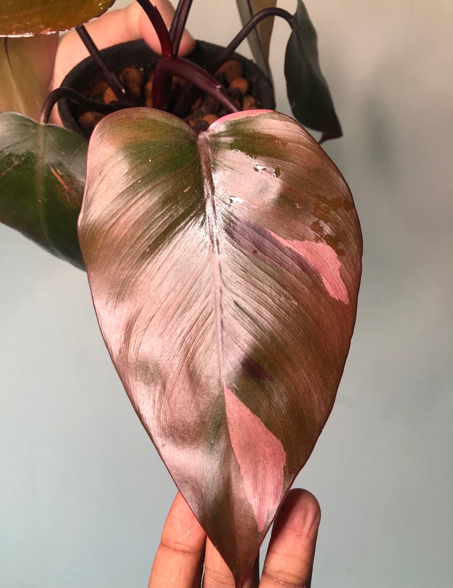 Philodendron pink princess (Ej Monstera, Anthur.. (451418011) ᐈ Köp på