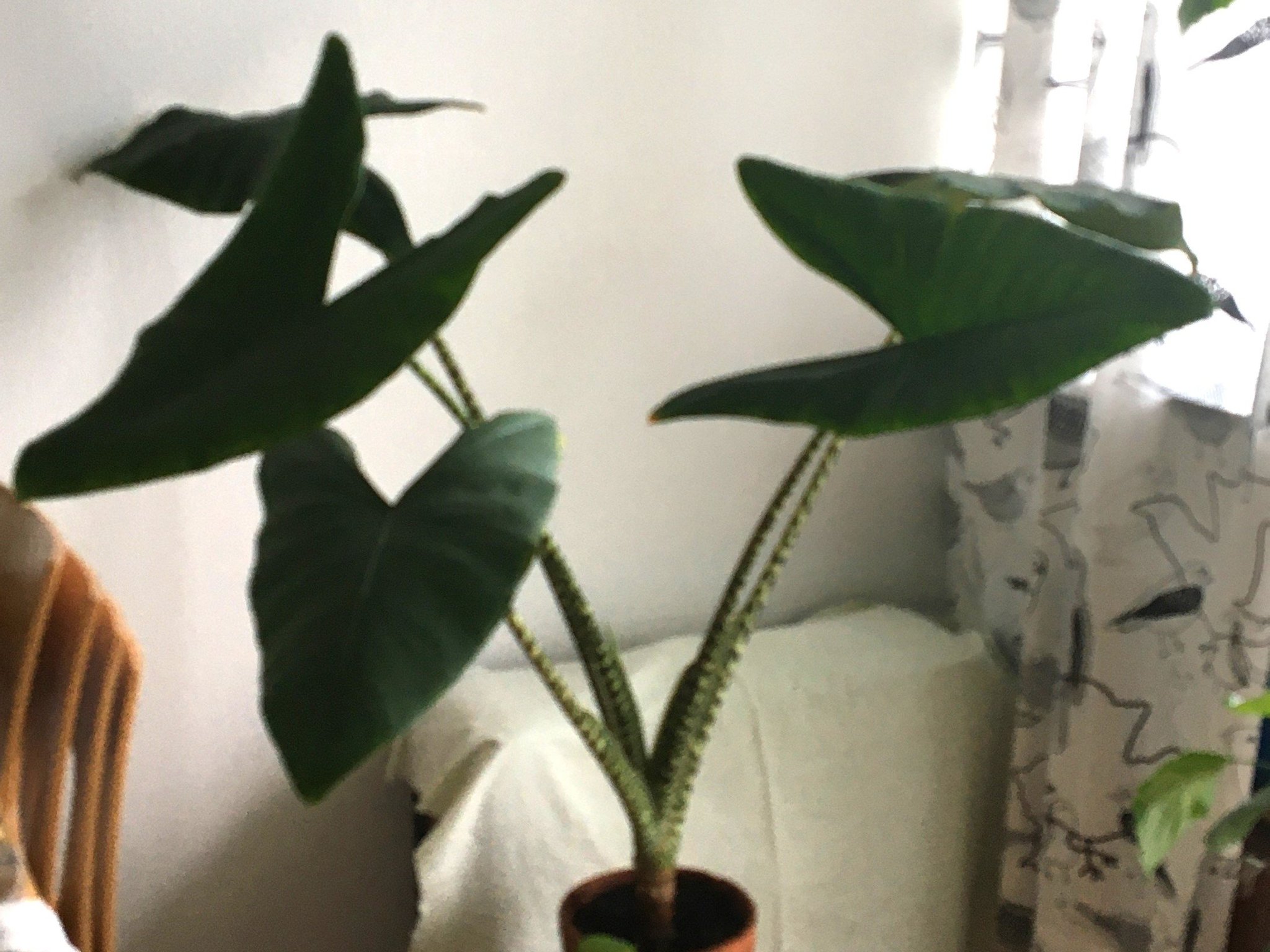 Stor Alocasia Zebrina Tempelsköld H 90cm 5 stor.. | Köp på Tradera ...
