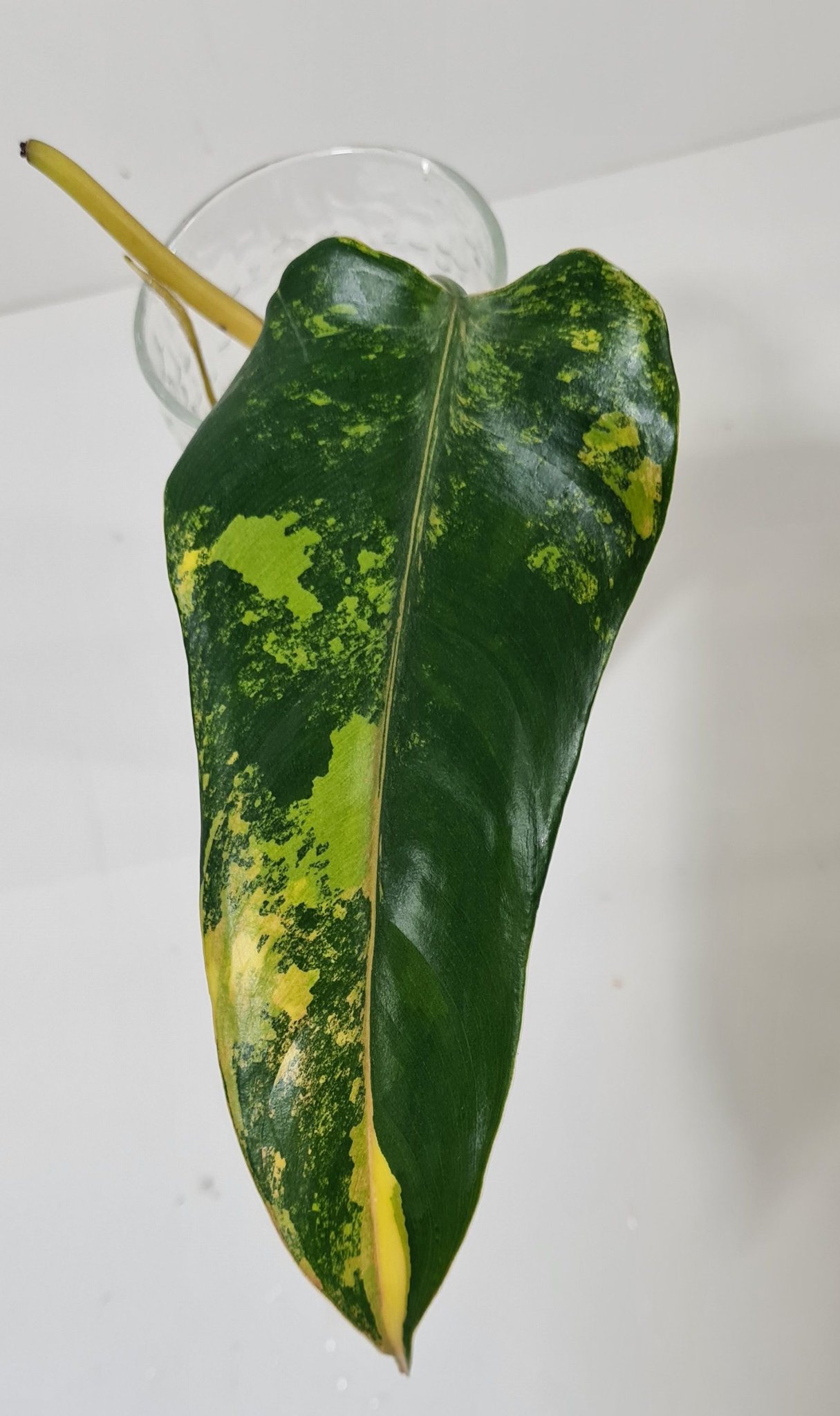 Philodendron Domesticum Variegata Care