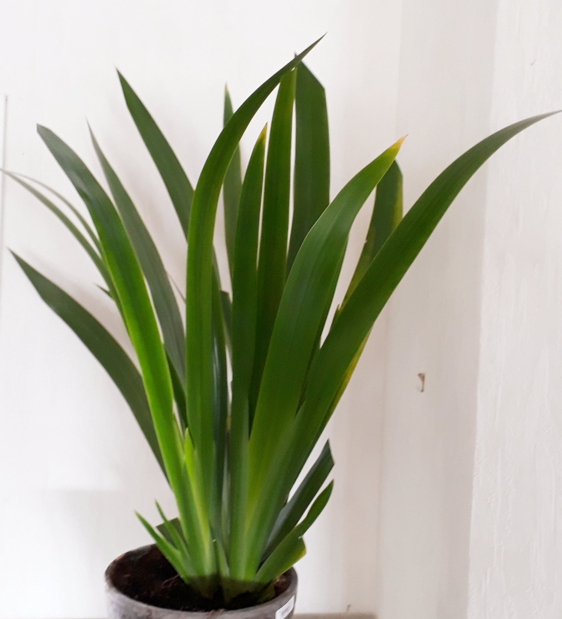 Apostlalilja, 12 apostlarna, ny planta ca 20 cm.. | Köp på Tradera ...