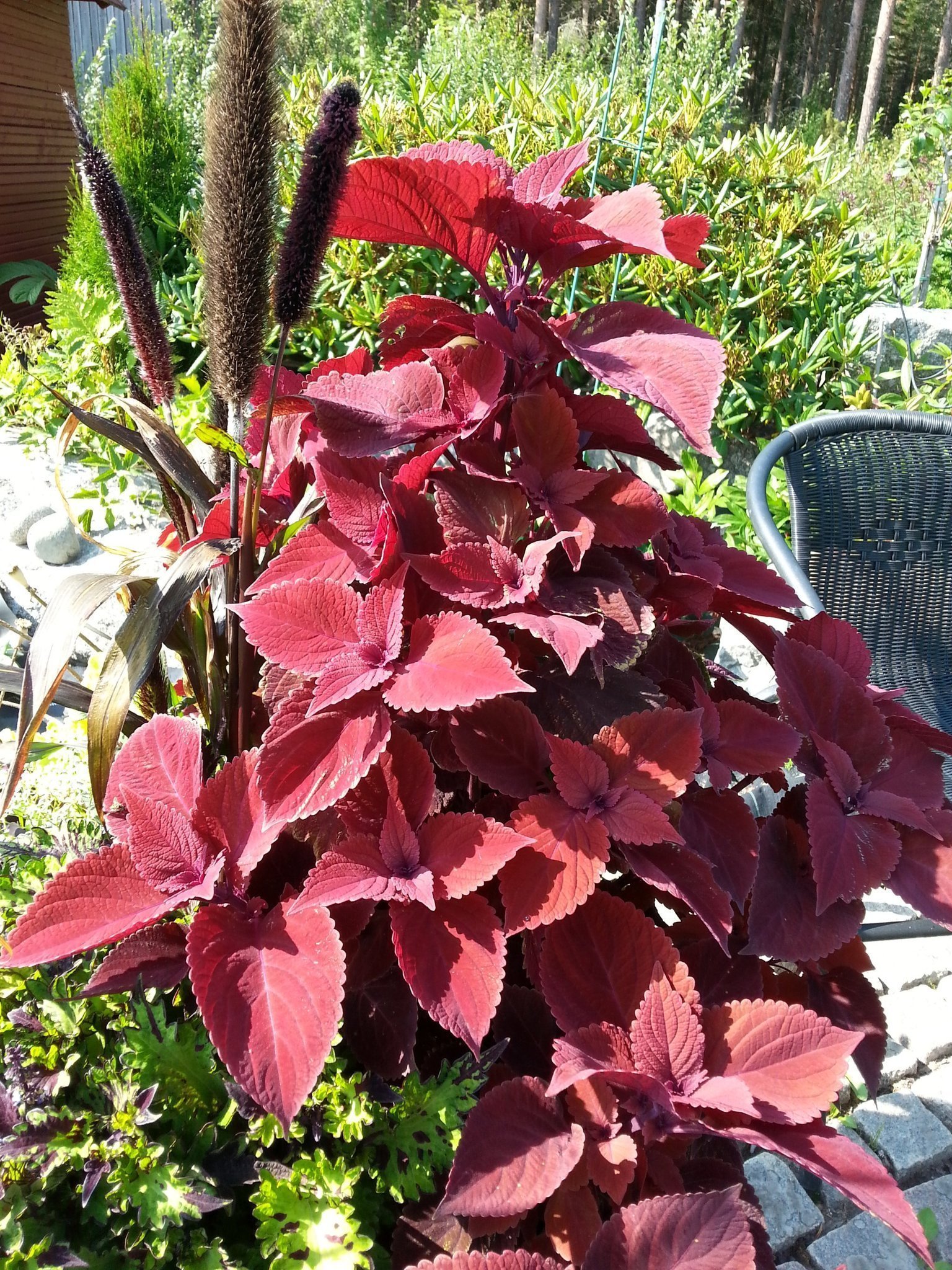 PALETTBLAD COLEUS - VELVET LACE - ROTAD FANTAST.. (403609490) ᐈ Köp på ...