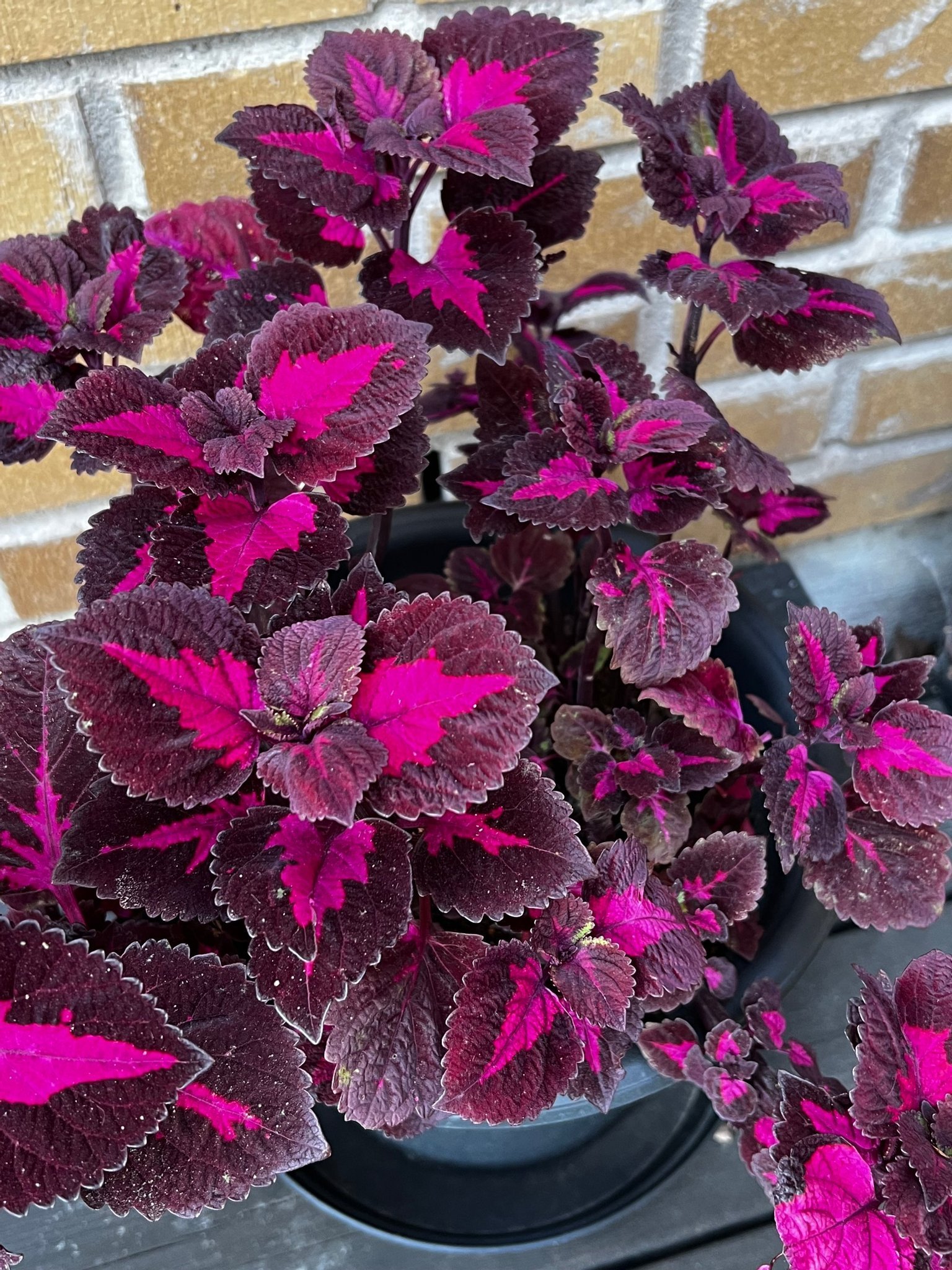 Planta Palettblad, Coleus China Rose | Köp på Tradera (608551067)