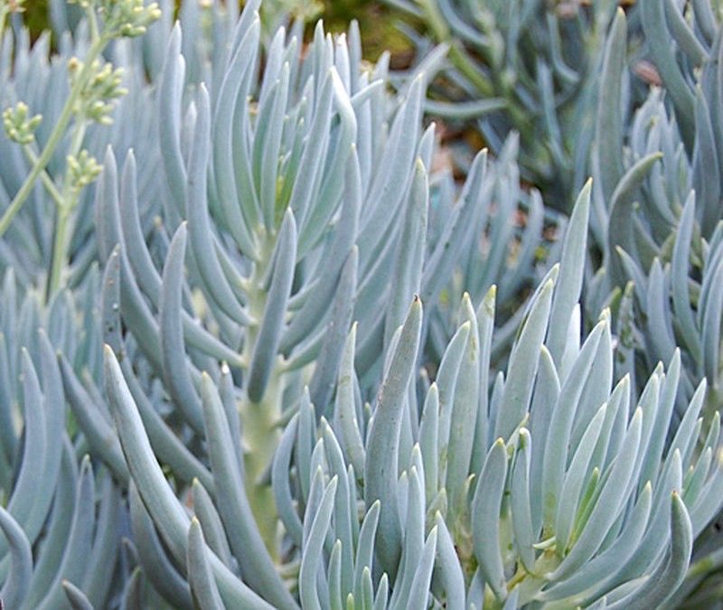 curio repens curio repens