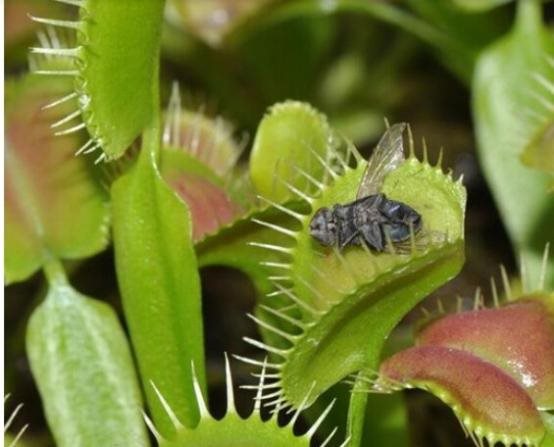 20 st frön Köttätande Köttätande Köttätande växt Dionaea Muscipula f7311d 20 st frön Köttätande Köttätande Köttätande växt Dionaea Muscipula f7311d