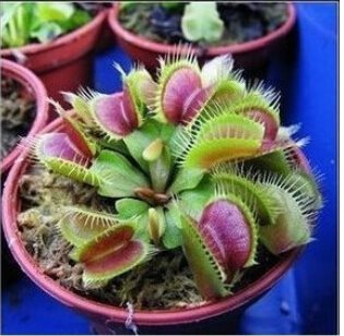 20 st frön Köttätande växt Dionaea Muscipula 20 st frön Köttätande Köttätande Köttätande växt Dionaea Muscipula f7311d