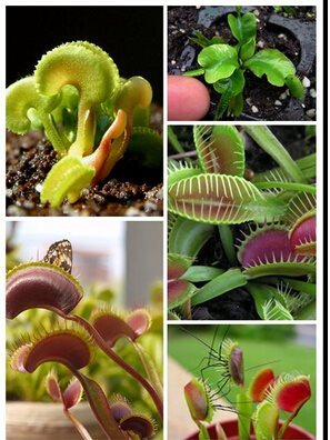 20 st frön Köttätande Köttätande Köttätande växt Dionaea Muscipula f7311d 20 st frön Köttätande Köttätande Köttätande växt Dionaea Muscipula f7311d